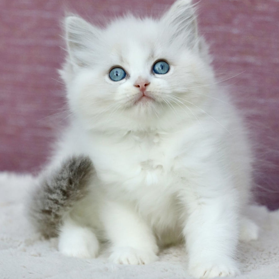Lumi Ragdoll female, blue bicolour tabby