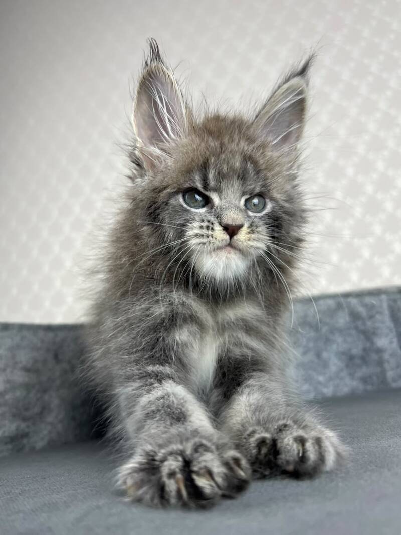 Paradise Maine Coon male, blue tabby