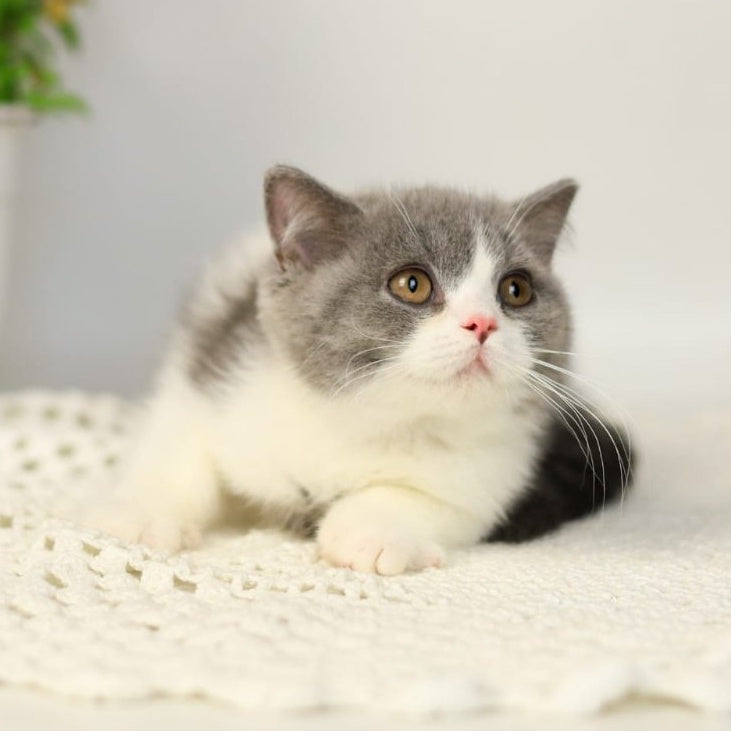 Mihael British Shorthair male, blue bicolour