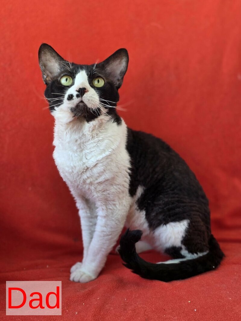 Carmensita Devon Rex female black - live animals