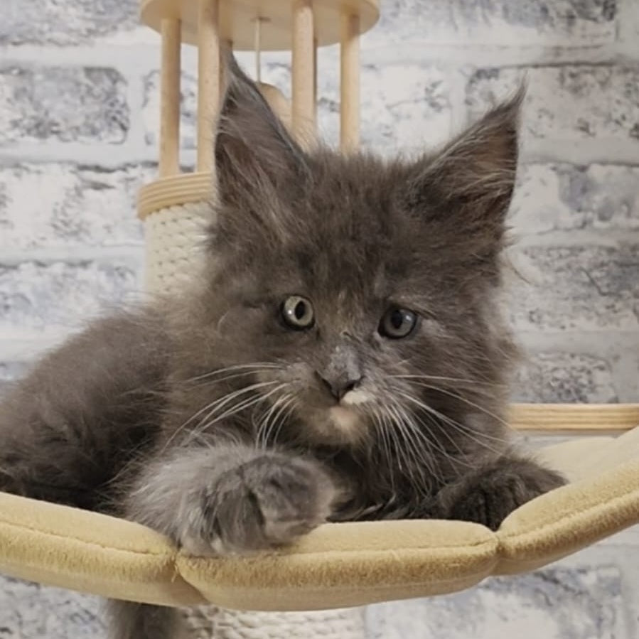 Candy Maine Coon female, blue with white