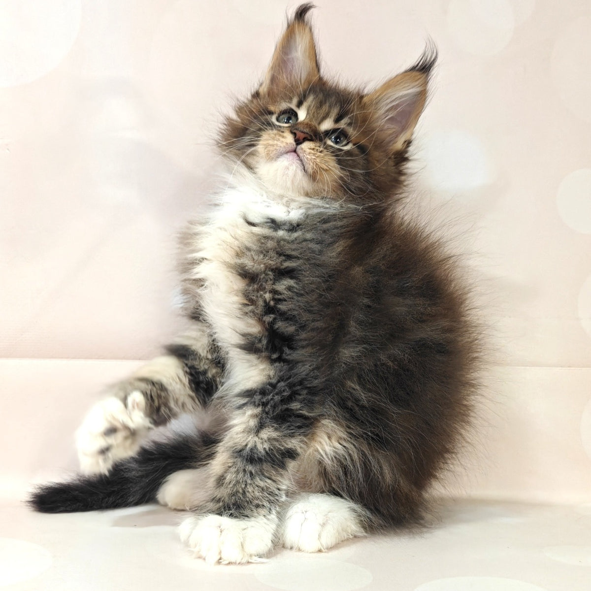 Sheriff Maine Coon polydactyl 6x6x6x6 male, black tabby with white