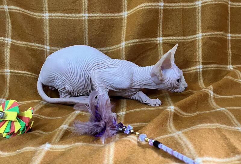 Dekster Canadian Sphynx male, red pointed