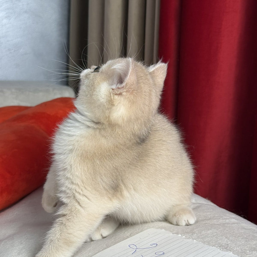 Elza Scottish Straight female, blue golden chinchilla
