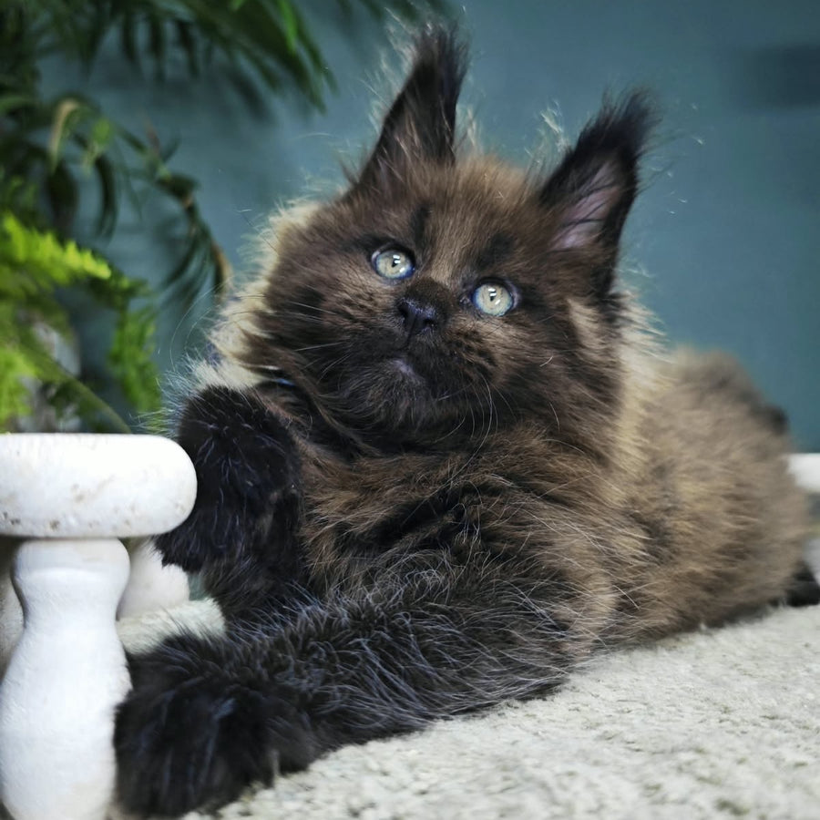 Geralt Maine Coon male, black