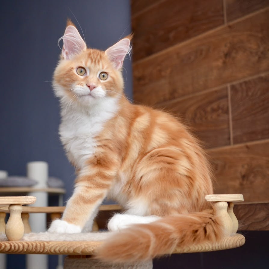 Xotil Maine Coon male, red with white tabby