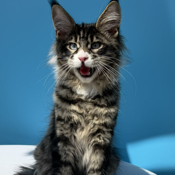 Kira’s Maine Coon polydactyl 6x6x6x6 male, black spotted tabby bicolour