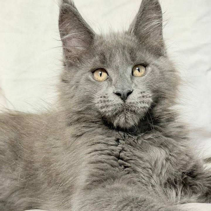 Gatsby Maine Coon male, blue silver