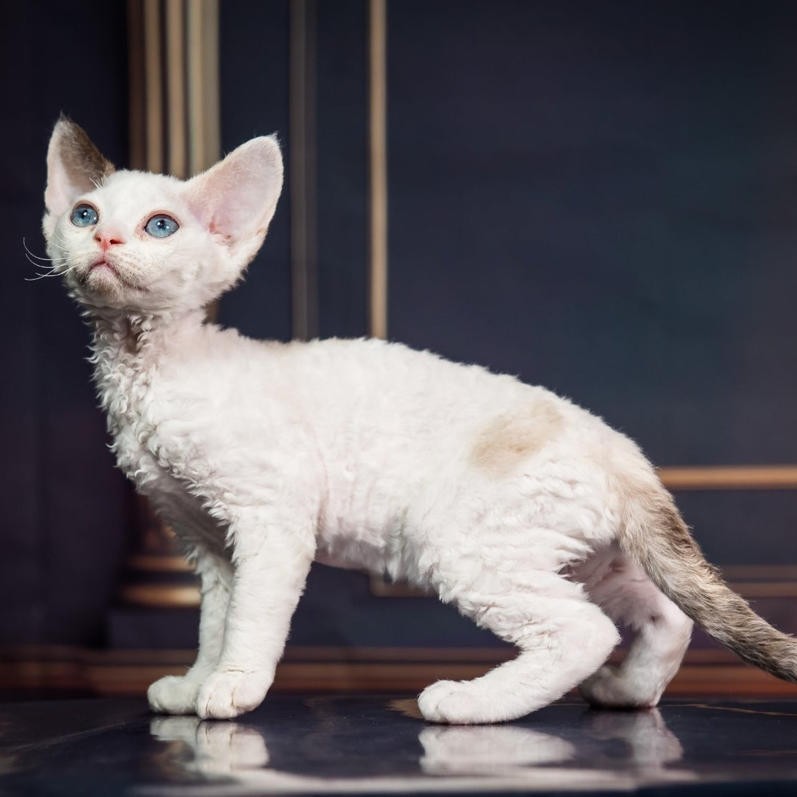 Karamel Devon Rex female, blue tortie pointed