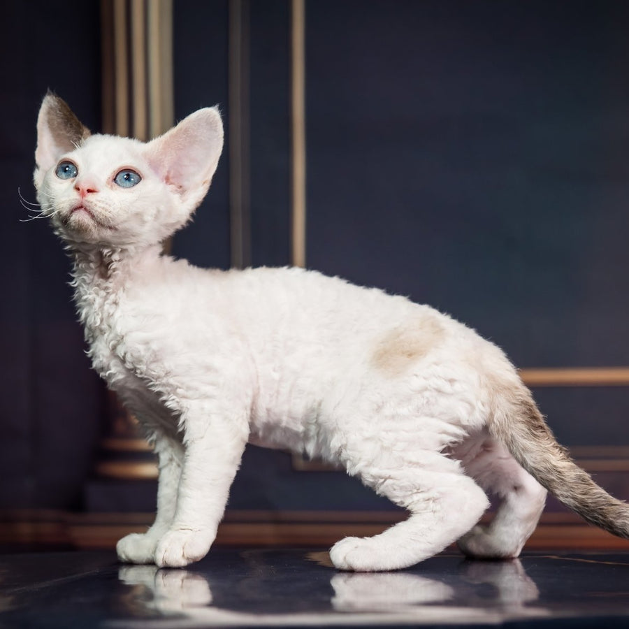 Karamel Devon Rex female, blue tortie pointed
