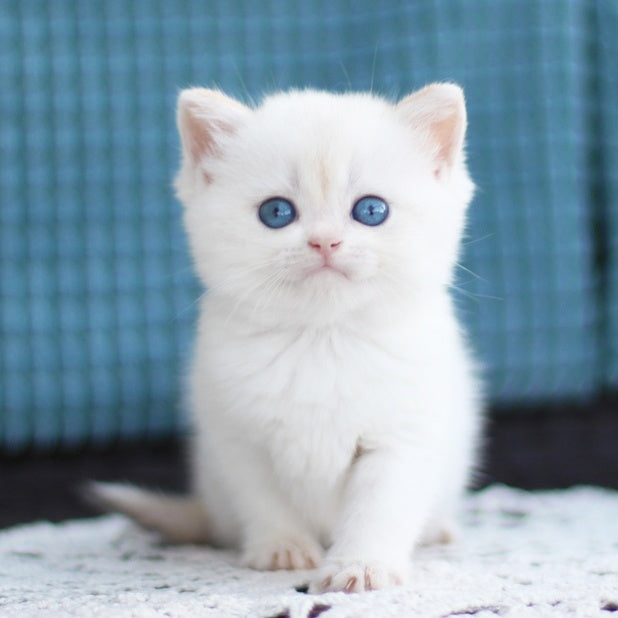 Flora British Shorthair female, black golden shaded pointed