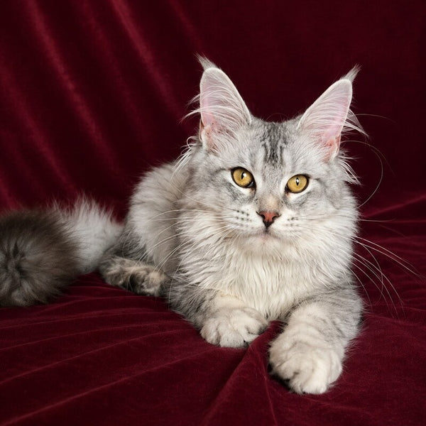 Gilded Maine Coon female, black tortie silver ticked tabby