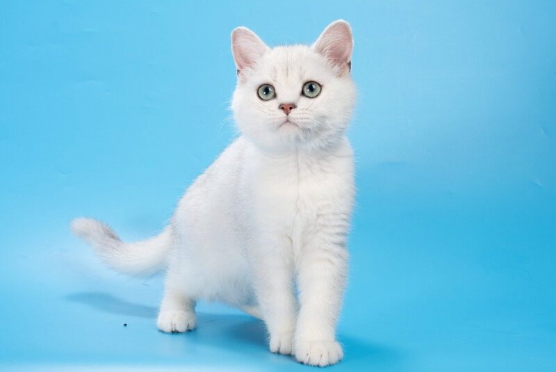 Lamiya British Shorthair female, black silver shaded