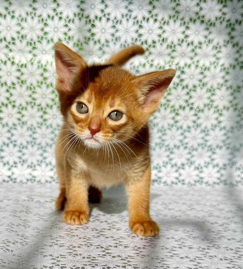 Bastet Abyssinian female sorrel - live animals