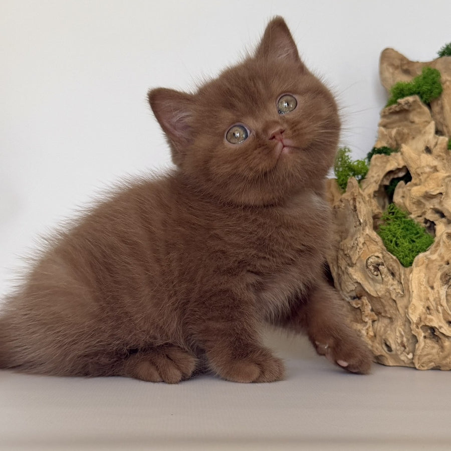 Gustav British Shorthair male, cinnamon