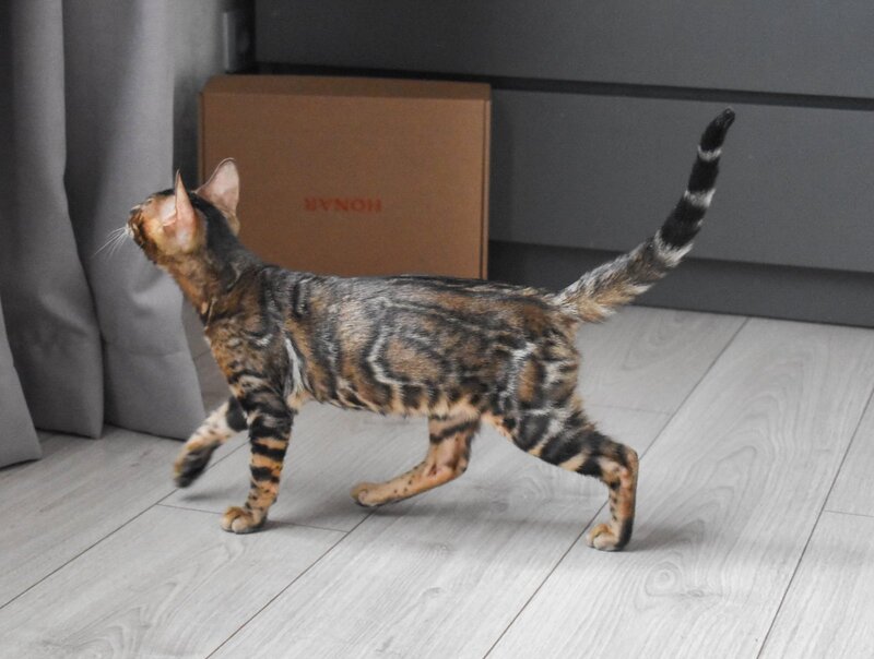 Wolf Bengal male black spotted tabby - live animals
