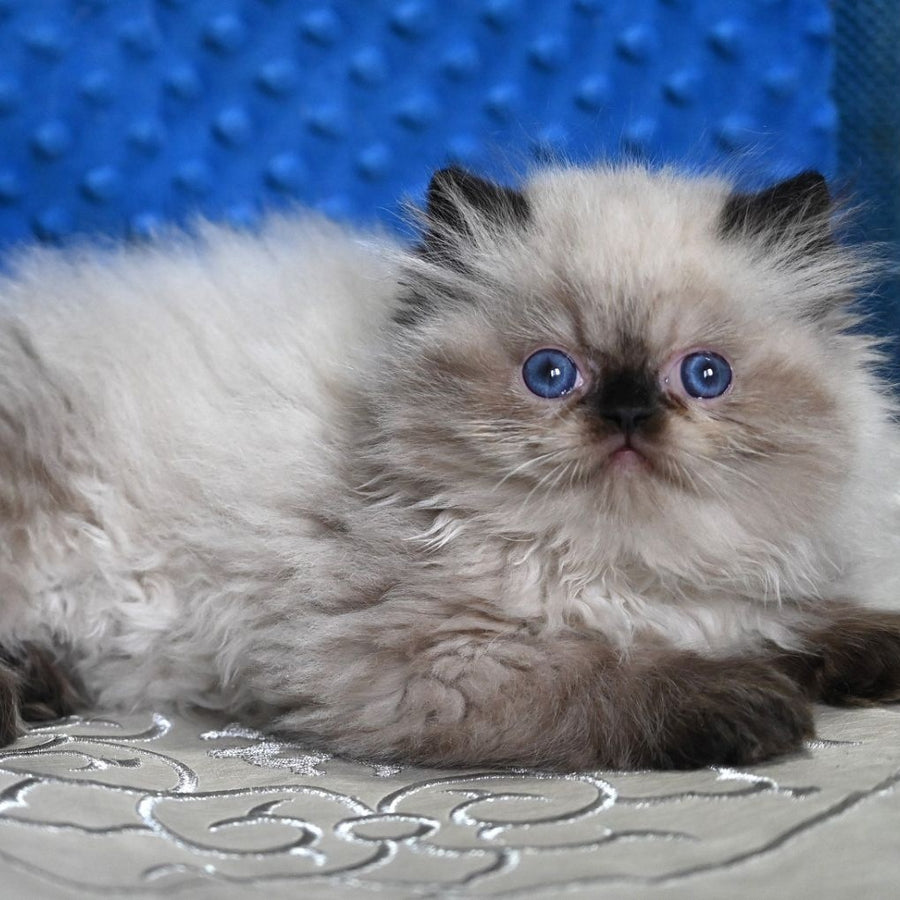 Brooklyn Persian male, black pointed