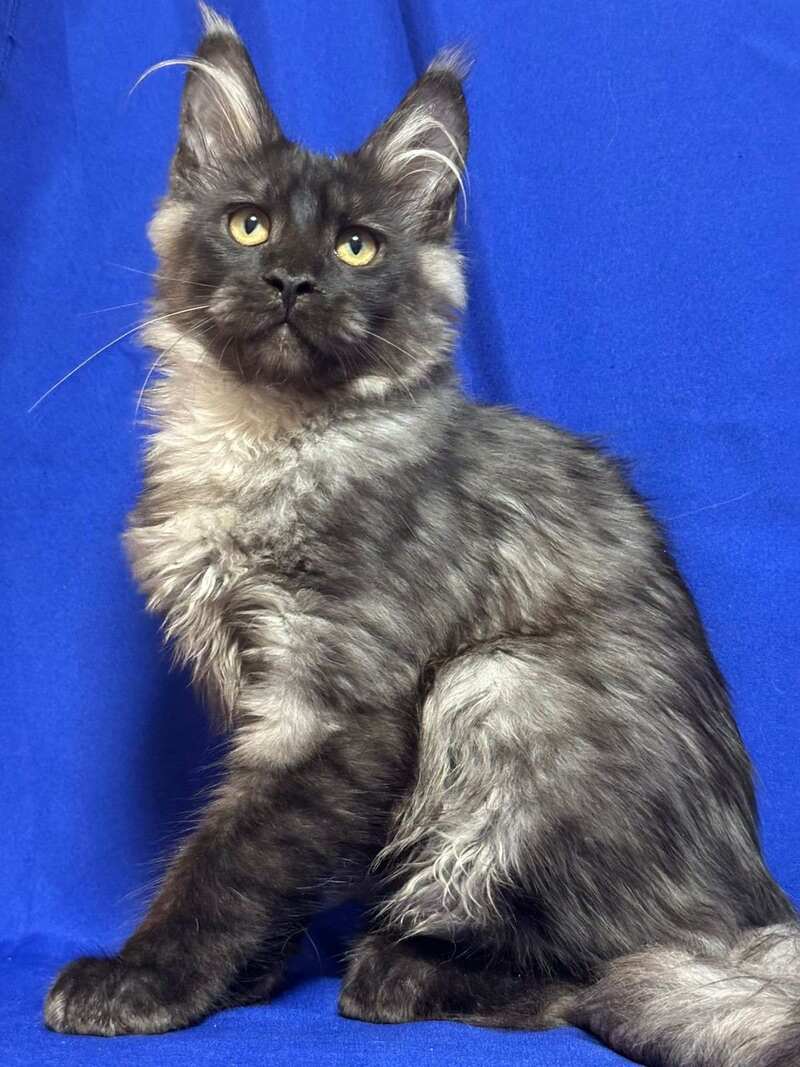 Bentley Maine Coon male, black silver