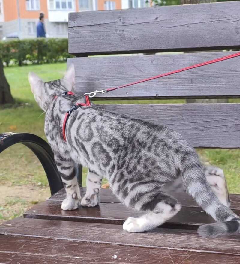 Loki Bengal male, blue silver spotted tabby