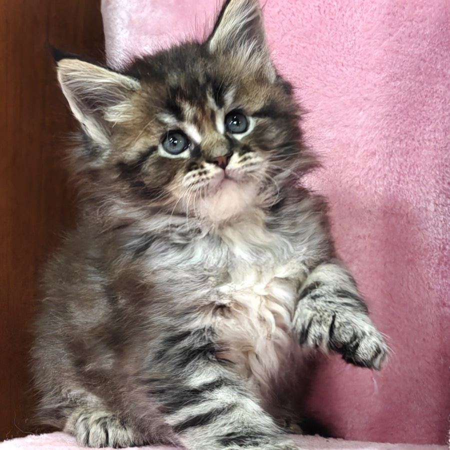 Barbie Maine Coon polydactyl 6x6x6x6 female, black tabby