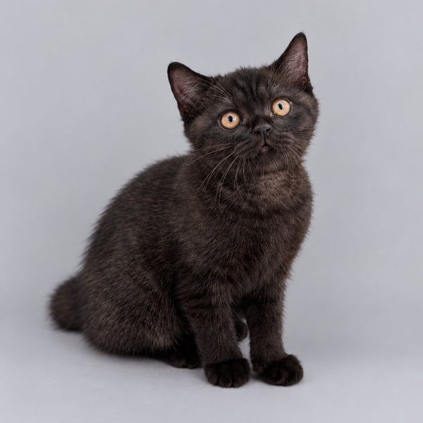 Bossi British Shorthair female, chocolate