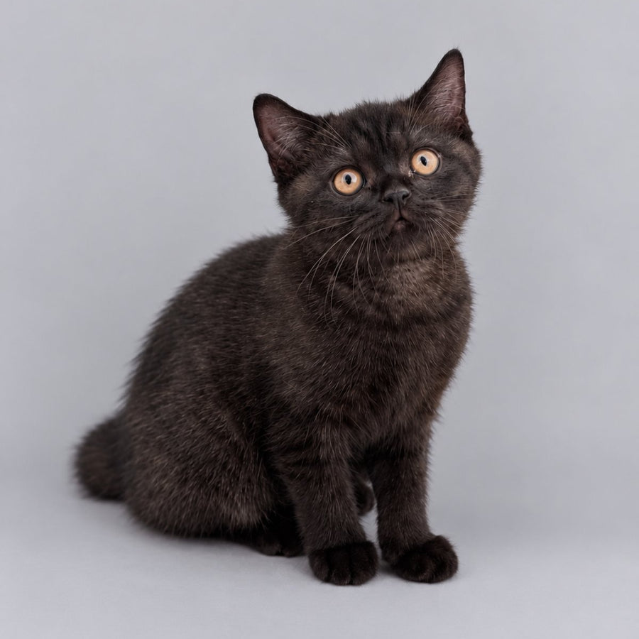 Bossi British Shorthair female, chocolate