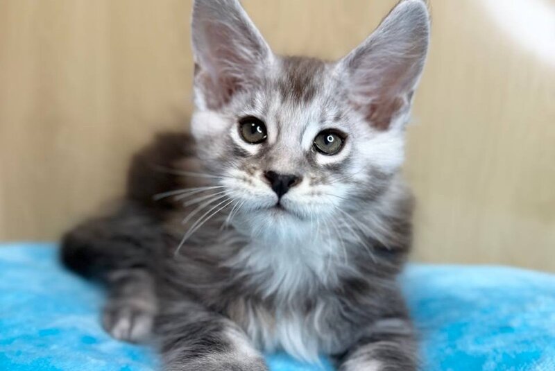 Zevs Maine Coon male, black silver ticked tabby