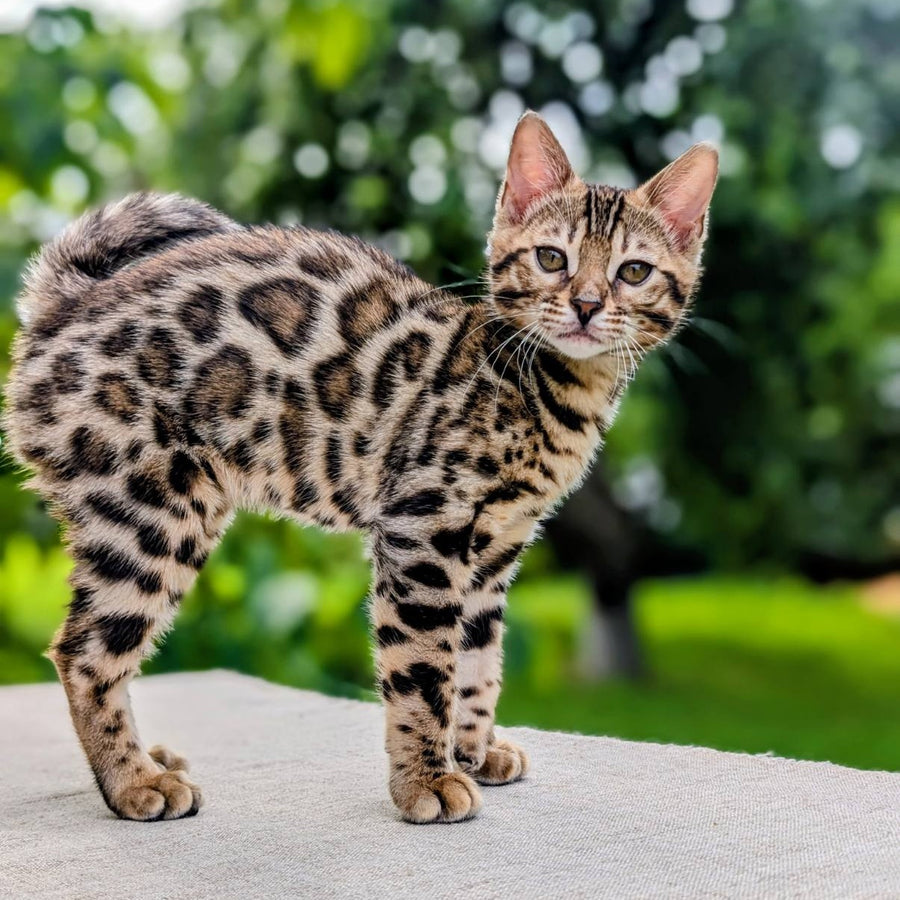 Zara Bengal female, black spotted tabby