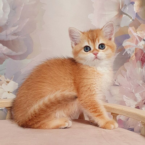 Tryufel'ka British Shorthair female, black golden chinchilla