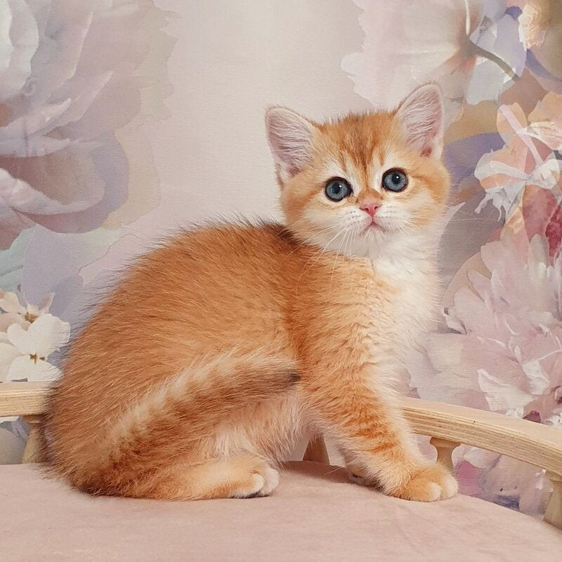 Tryufel'ka British Shorthair female, black golden chinchilla