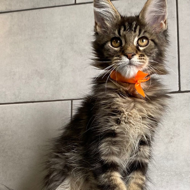 Toratau Maine Coon female, black tabby