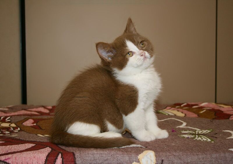 Jasper British Shorthair male, cinnamon bicolour