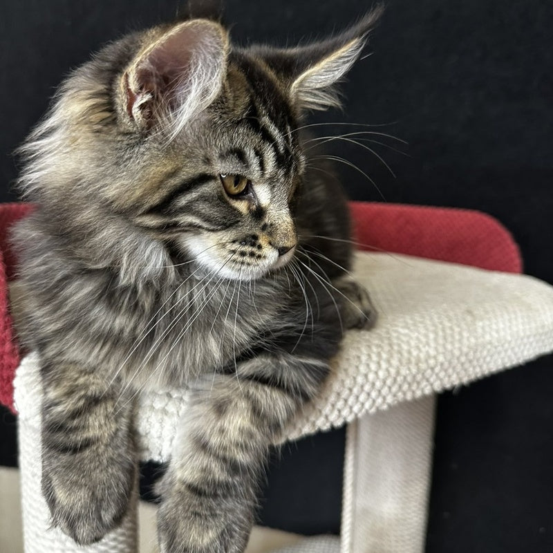 Casper Maine Coon male, black tabby