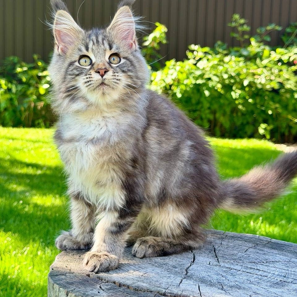 Nalla Maine Coon female, black tabby