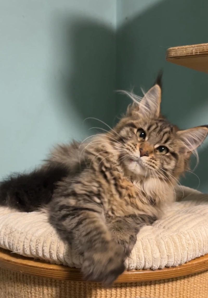 Yolanda Maine Coon female, black spotted tabby
