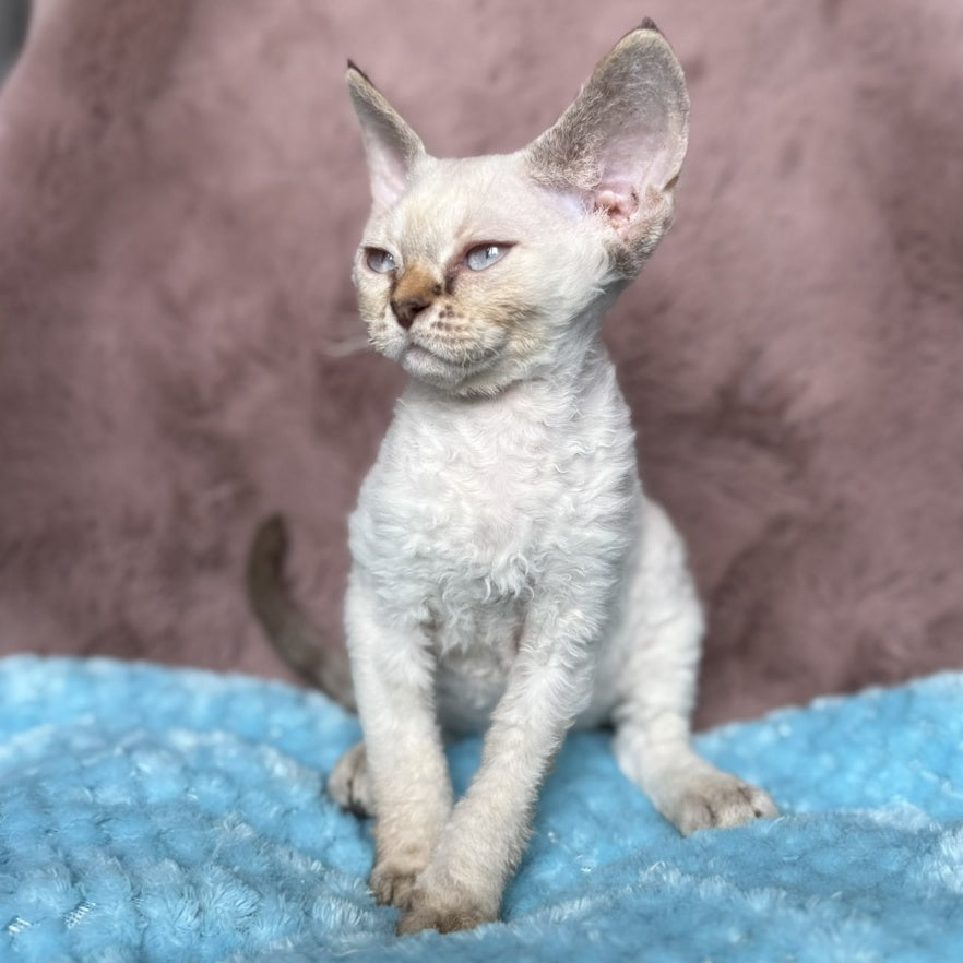 Xia Devon Rex female, seal lynx pointed