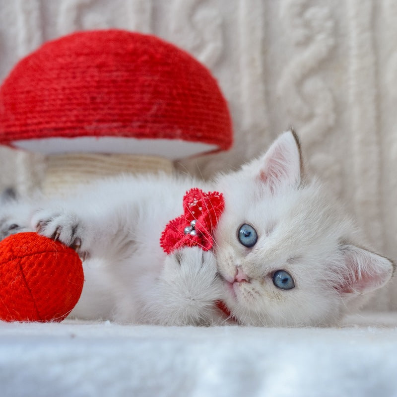 Hailey British Shorthair female, black golden shaded pointed