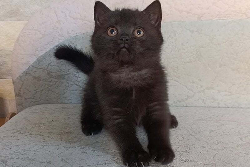 Electra British Shorthair female, black