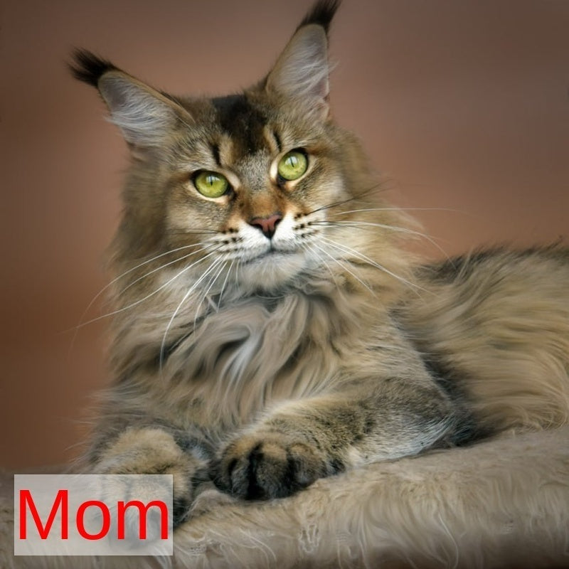 Hailen Maine Coon male, black silver ticked tabby