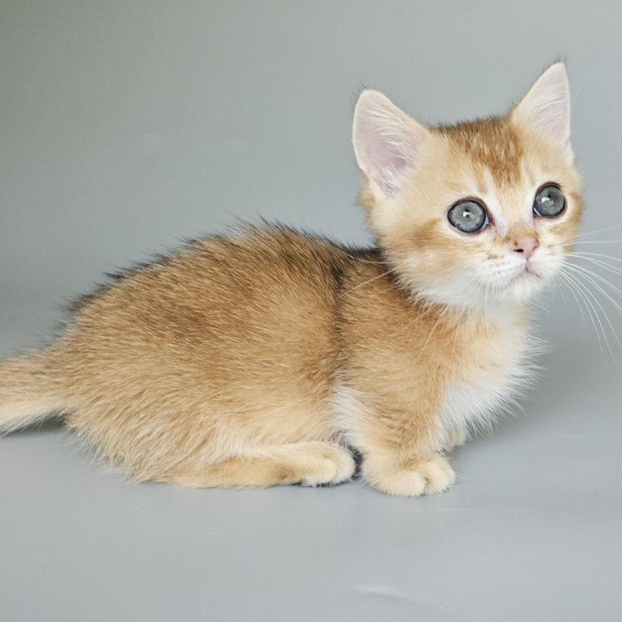 Bublik Munchkin male, black golden shaded