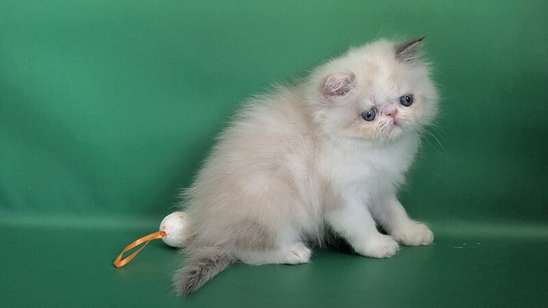 Nelli Persian female, blue tortie pointed bicolour