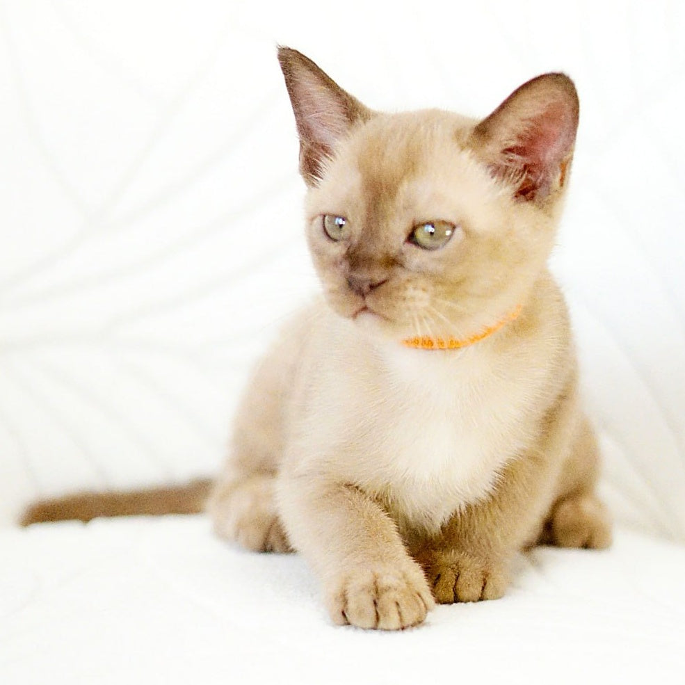 Vanessa Burmese female, chocolate