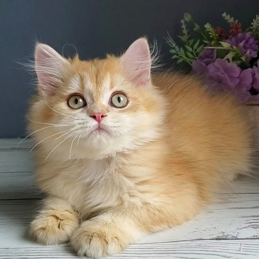 Biskvit British Longhair male, chocolate golden chinchilla