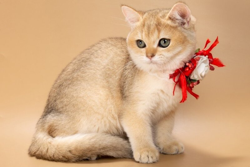 Sophie British Shorthair female, black golden shaded