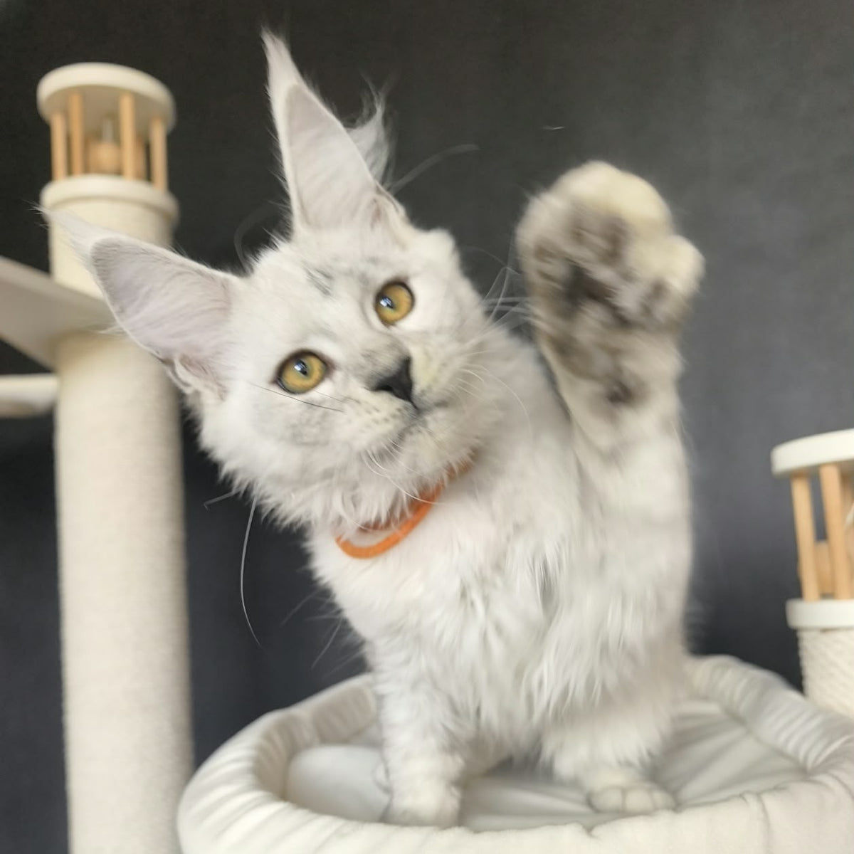 Williana Maine Coon female, black silver tabby