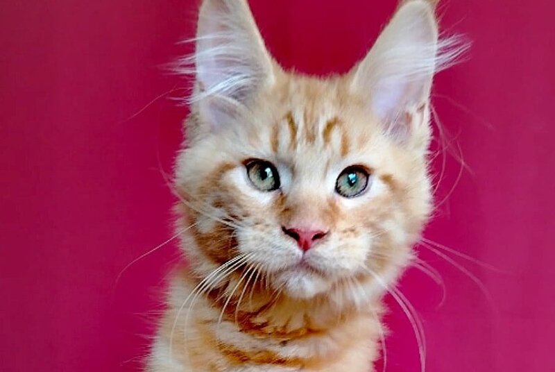 Zolotko Maine Coon male, red
