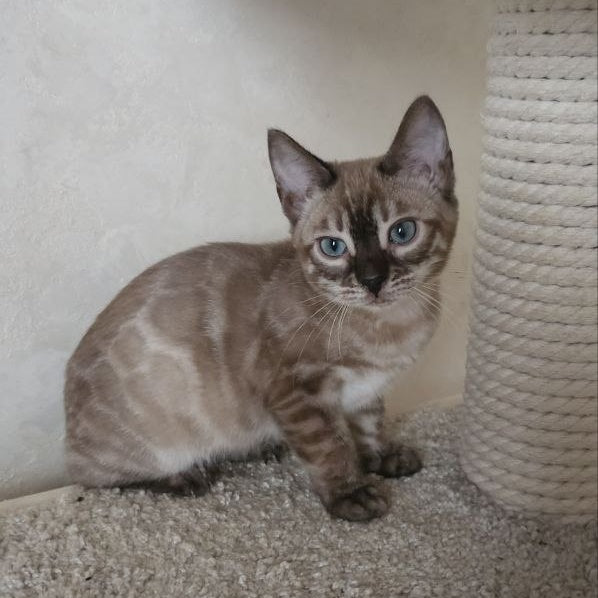 Nutela Bengal female, black pointed spotted tabby
