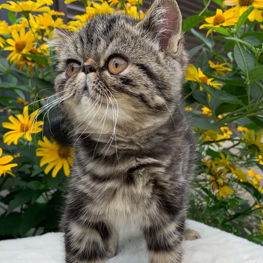 Milky Way Exotic male, black tabby