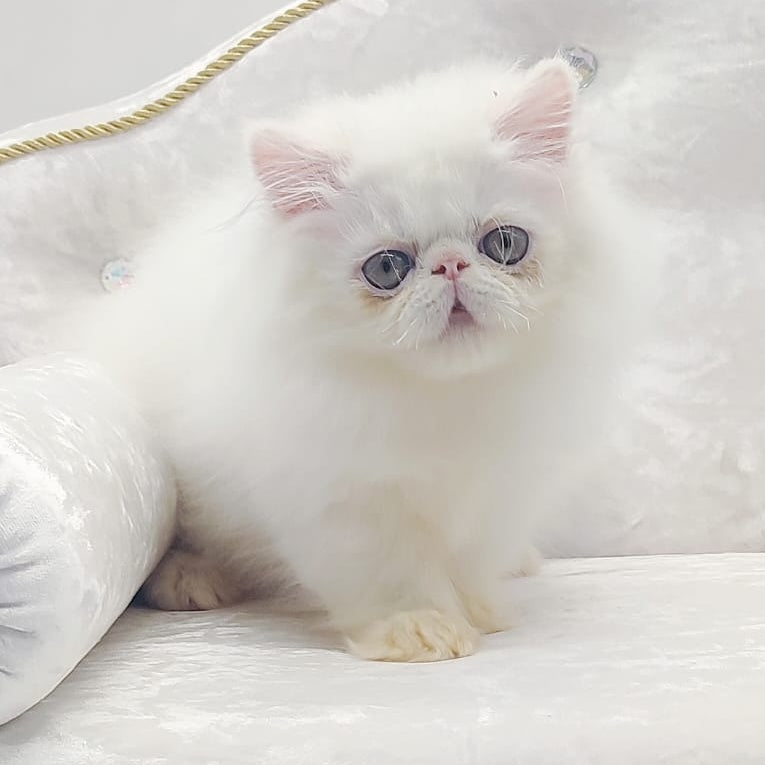 Shiro Persian male, white