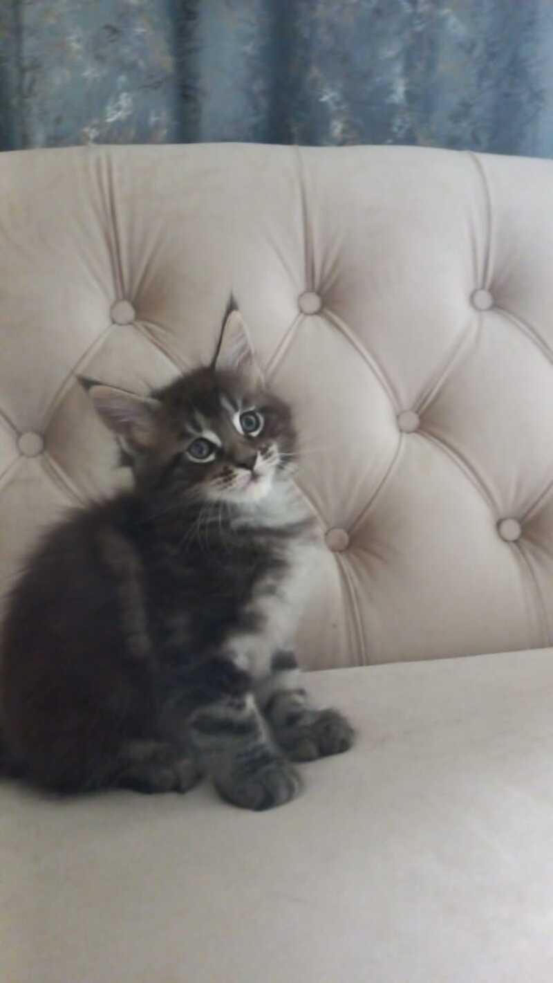Mystic Maine Coon polydactyl 6x6x6x6 male, black tabby